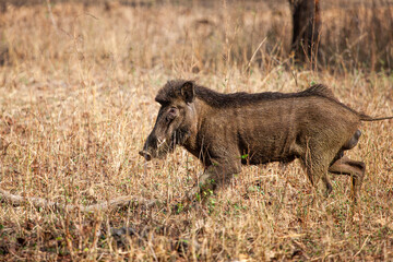 Indian Wild pig or India Boar walling down to a waterhole for a drink in Bandhavgarh, India	