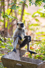 Hanuman Langur resting in the forests of Tadoba National Park, India