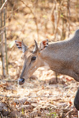 Nilgai walking towards water hole in the Forest of the Tadoba National Park in India