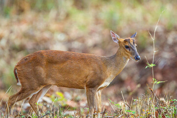 Indian Muntjac Deer stalking along a road eating the green grass, Bandhavgarh, India	