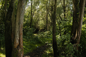 Greenery and wilderness. Deep into woods. Blooming forest trees. Greenery foliage sunlight. Beautiful woodland path landscape