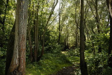 Fototapeta na wymiar Greenery and wilderness. Deep into woods. Blooming forest trees. Greenery foliage sunlight. Beautiful woodland path landscape