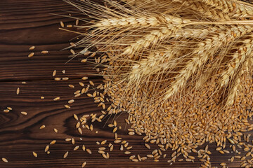 Ripe ears of cereals and grains. Wheat ears, rye, barley and oats on wooden background, top view