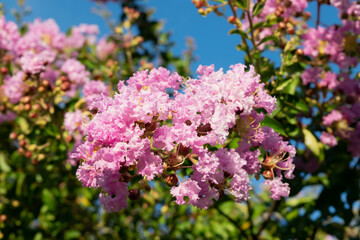 Fototapeta premium Lagerstroemia