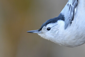 White Breasted Nuthatch