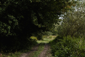 Greenery and wilderness. Deep into woods. Blooming forest trees. Greenery foliage sunlight. Beautiful woodland path landscape