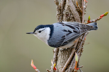 White Breasted Nuthatch