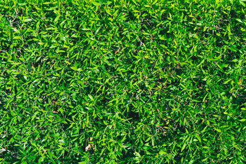 green grass background