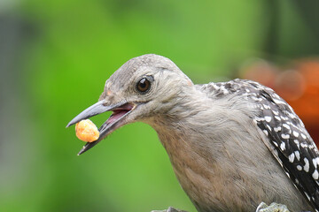 Read Headed Woodpecker