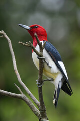 Red Headed Woodpecker