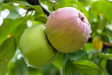 green ripening apples grow on an apple tree branch after rain. gardening and cultivation of apples concept