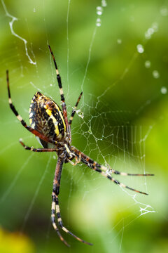 a spider in a web on a blurred natural green background. Selective focus. High quality photo