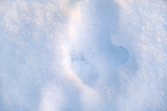Footprints in the snow in the winter forest. Animal tracks.