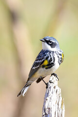 Yellow Rumped Warbler