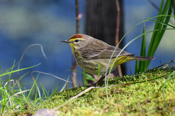 Palm Warbler