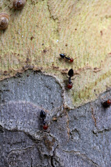 formiche rosse su corteccia