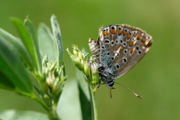 Polyommatus icarus farfalla su fiore