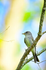 Flycatcher