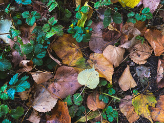 Autumn leaves.