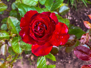 red rose in garden