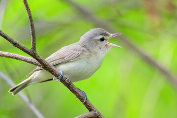 Philedelphia Vireo