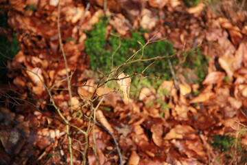 moss on the ground
