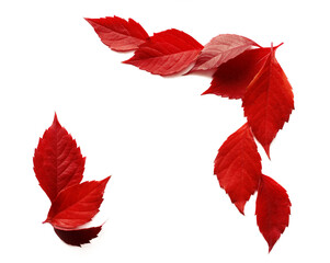 Isolated png red leaves. Transparent frame border of various autumn leaves