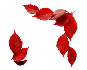 Isolated png red leaves. Transparent frame border of various autumn leaves