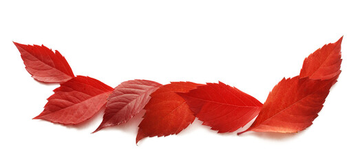 Isolated png red leaves. Transparent frame border of various autumn leaves