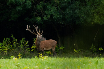 Red deer in the forest