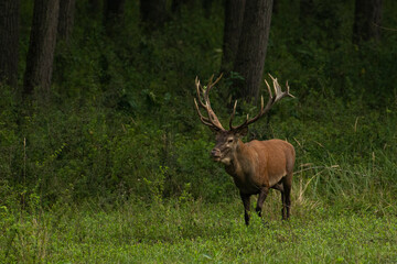 Red deer during mating season, deer roar