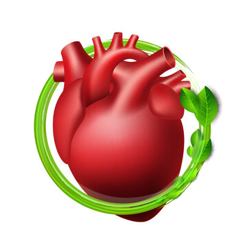 Healthy human heart in green protective circle with fresh leaves. Healthcare concept.