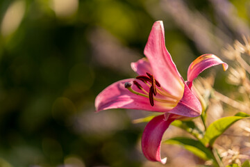 Blume (Lilie) im Sonnenschein