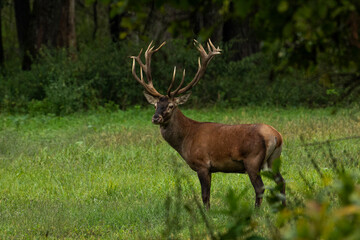 Naklejka na ściany i meble Red deer during mating season, deer roar