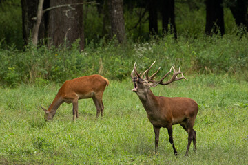 Naklejka na ściany i meble A red deer and a hind in the meadow during the mating season, the roar of the deer