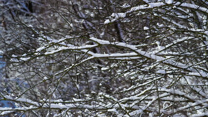 Snowy bare tree branches of frosty winter weather close up. Wintertime scenery.