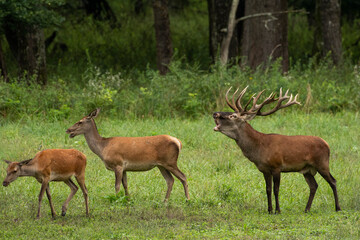 A red deer and a hind in the meadow during the mating season, the roar of the deer