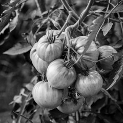Tomato Cluster Growing Black and White