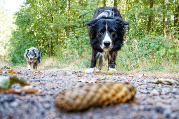 Border Collie und Australian Shepherd auf Waldspaziergang Spiel mit dem Tannenzapfen