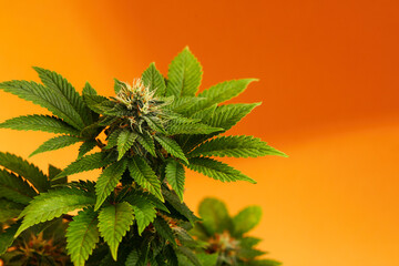 Marijuana plants long banner. Beautiful tropical cannabis background. New look on agricultural...