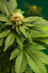 Cannabis bush close up. Tetrahydrocannabinol macro. Medical marijuana footage for design and decoration. Biological pattern.