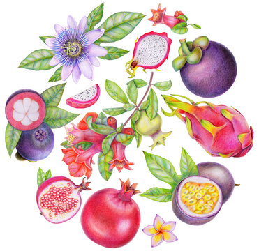 Transparent Background fruits and flowers round border Illustration Png. Transparent hand drawn circle ornament frame clipart ready-to-use for site, article, print
