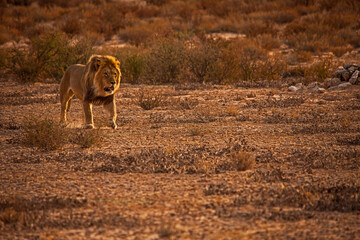 Kalahari Lion (Panthera leo) 5126 - obrazy, fototapety, plakaty