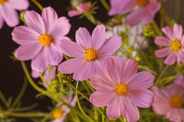 Pink Cosmos Flowers 13255