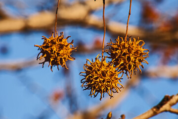 Plane Tree Seedpods 8798