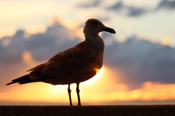 Mewa ptak o zachodzie słońca nad morzem na tle nieba.
 - obrazy, fototapety, plakaty