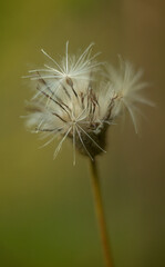 dandelion seeds close-up