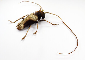 Beetle isolated on white. Longhorn Petrognata gigas macro close up. Collection beetles, cerambycidae, coleoptera