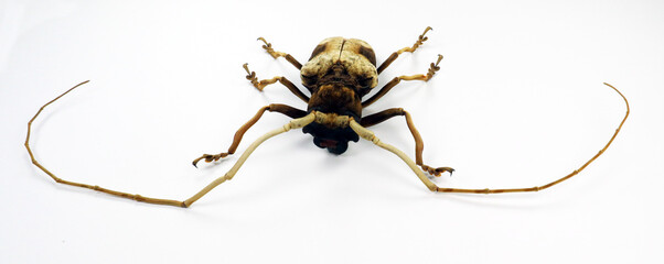 Beetle isolated on white. Longhorn Petrognata gigas macro close up. Collection beetles, cerambycidae, coleoptera