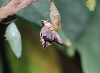 Feinschmecker - Blue-spotted Firewing